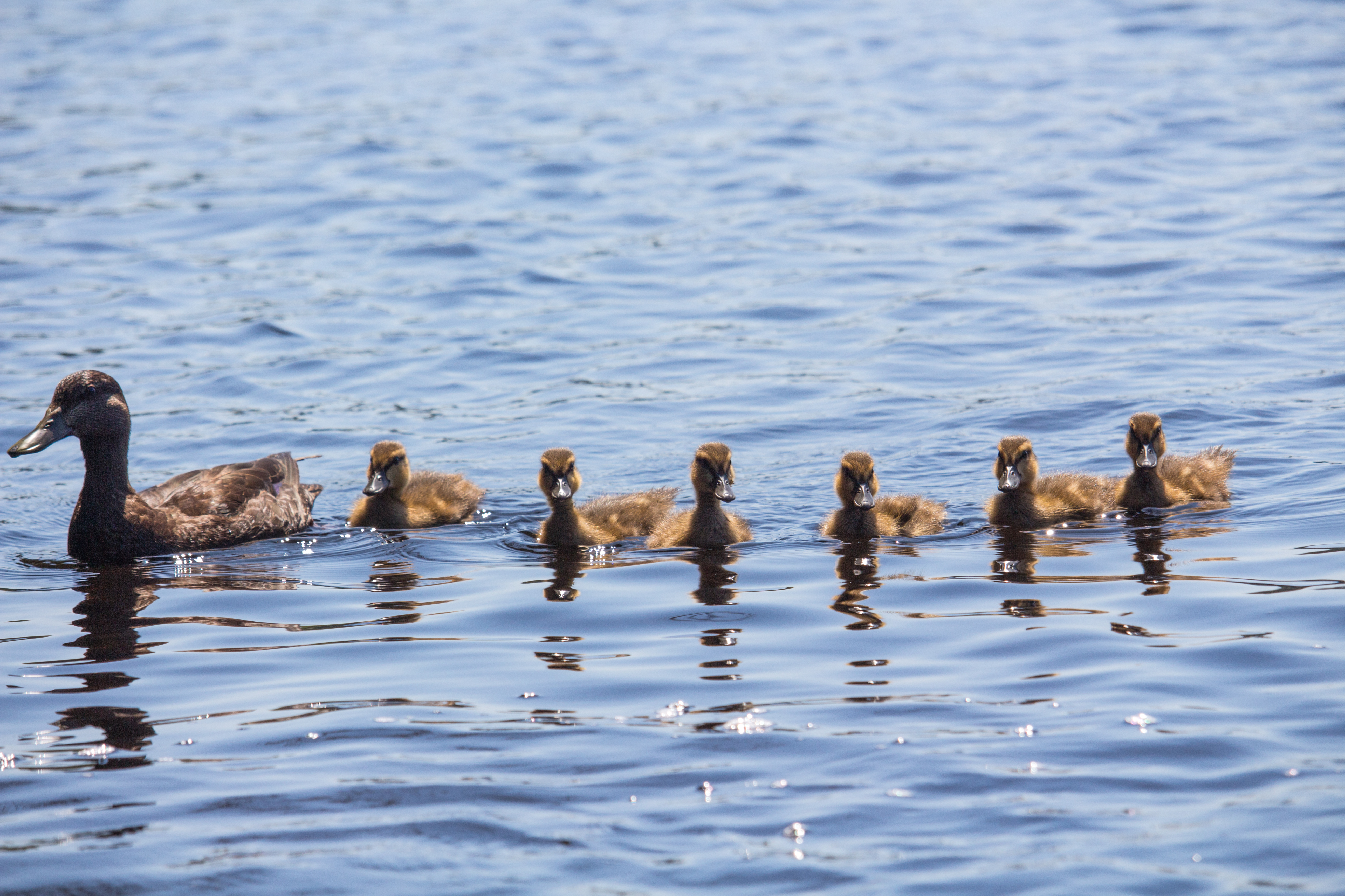 Duck & Ducklings